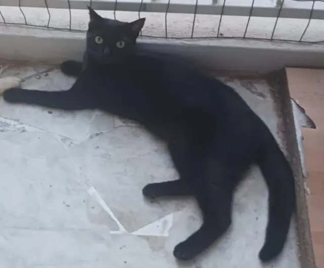 chatte lost    Antibes Emy