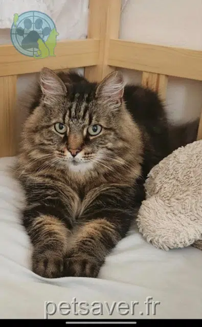 gatto lost Antibes Jeanclaude