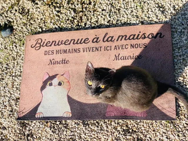 chat lost   06340 La Trinité Maurice