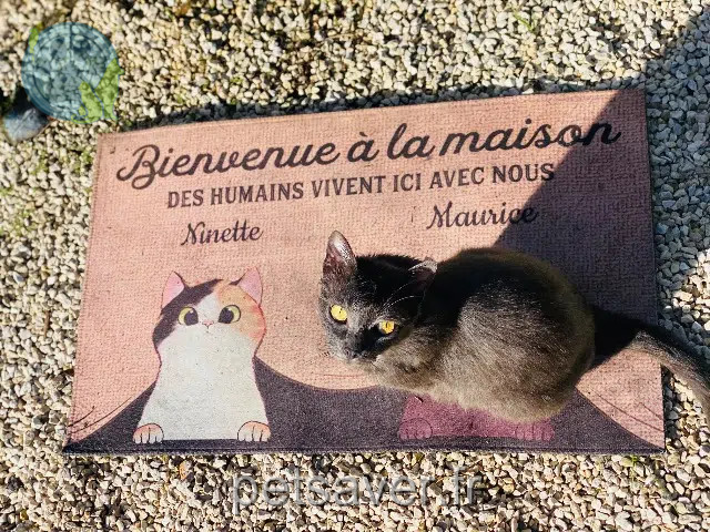 gato perdido 06340 La Trinité Maurice gato lost 06340 La Trinité Maurice