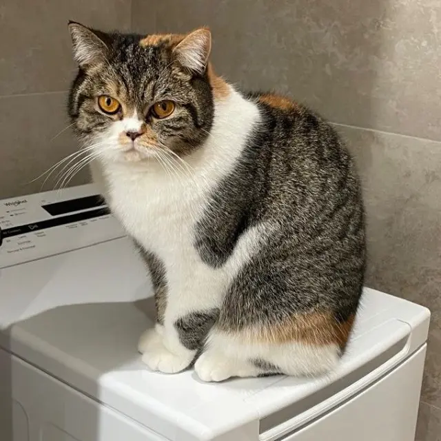 chatte lost    Antibes Mixy
