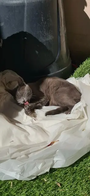 chatte lost    Nice Mimine