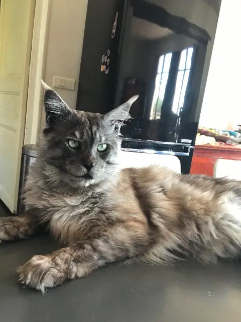chat lost   06800 Cagnes-sur-Mer Onyx