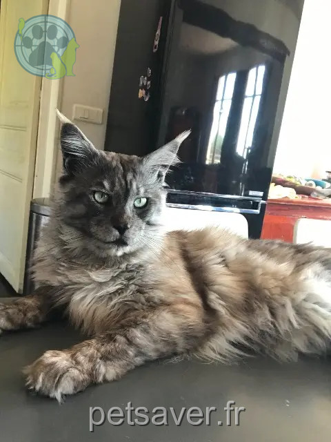 gatto perso 06800 Cagnes-sur-Mer Onyx gatto lost 06800 Cagnes-sur-Mer Onyx