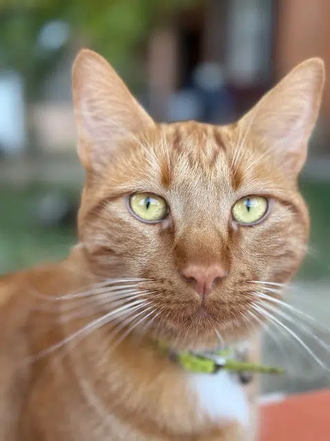 chat lost   06510 Gattières Roland