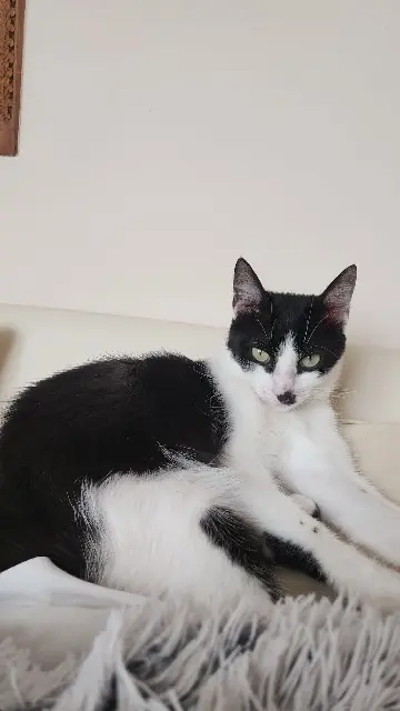 chatte lost   06220 Vallauris Snoopy