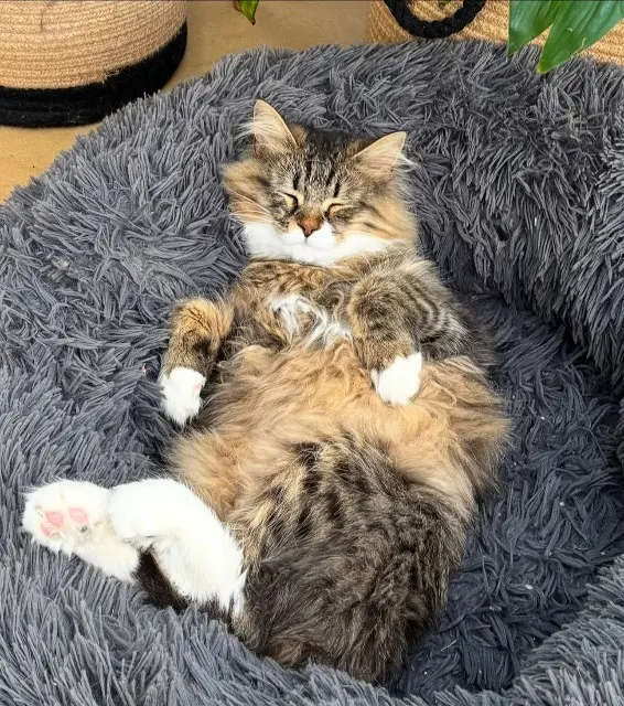 chat lost    Grasse Vincent