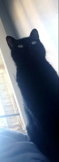 chat lost   06240 Beausoleil Zorro