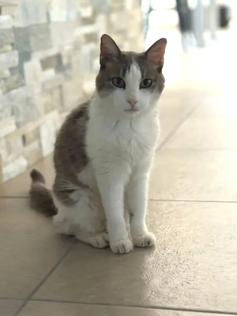 chatte lost   07130 Saint-Péray Chicky