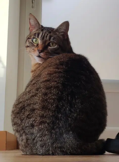 Katze vermisst 07000 Coux Pito Katze lost 07000 Coux Pito