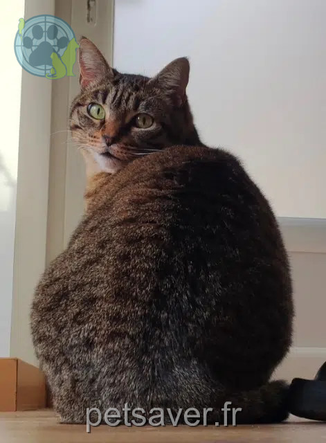 Katze vermisst 07000 Coux Pito Katze lost 07000 Coux Pito