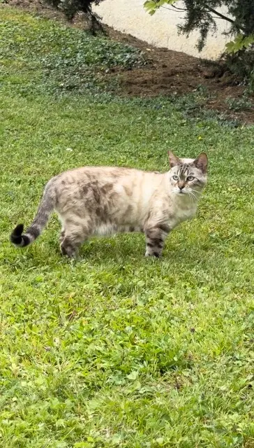 chatte lost   10300 Sainte-Savine Boo