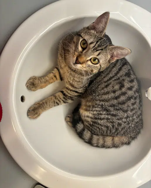 chat lost    Aix-en-Provence Asmar