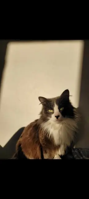 chatte lost    Aix-en-Provence Bella