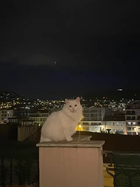 chatte lost    Aix-en-Provence Lily