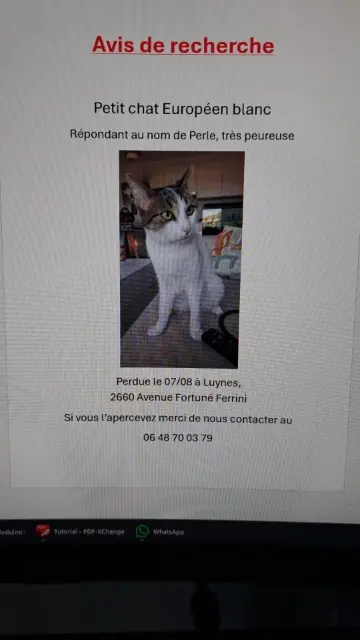 chatte lost    Aix-en-Provence Perle