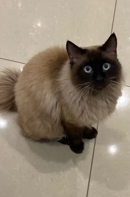 chat lost    Marseille Kayl