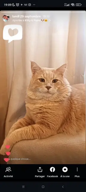 chat lost    Marseille Puma