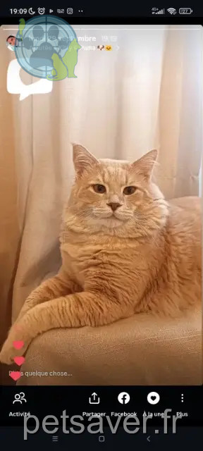 gato perdido Marseille Puma gato lost Marseille Puma