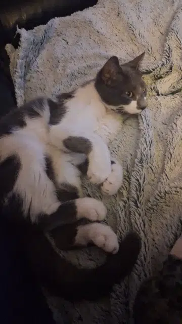 chat lost    Marseille Tricky