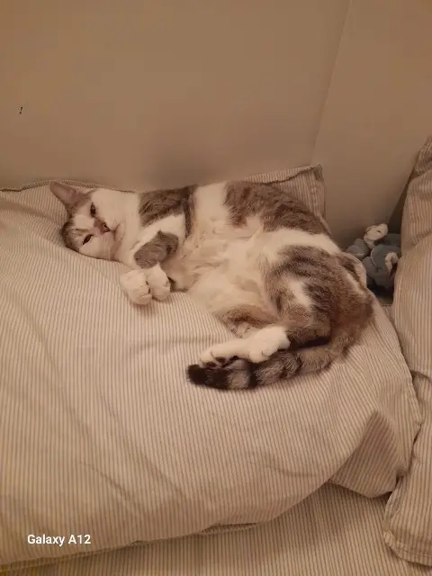chatte lost   13140 Miramas Maya