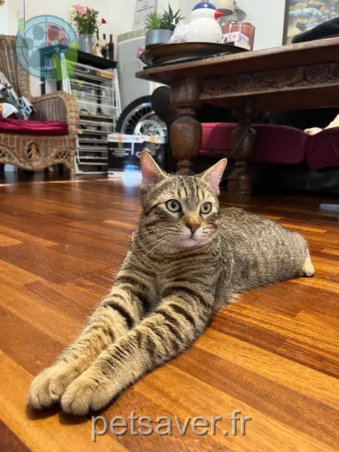 chat lost   13100 Le Tholonet Merlot