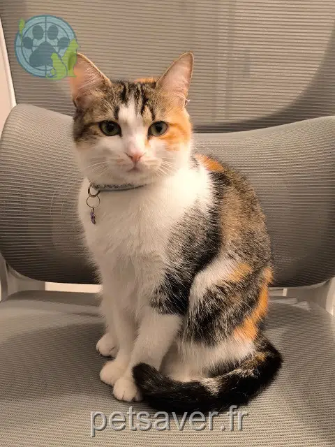 chatte lost   13120 Gardanne Misty