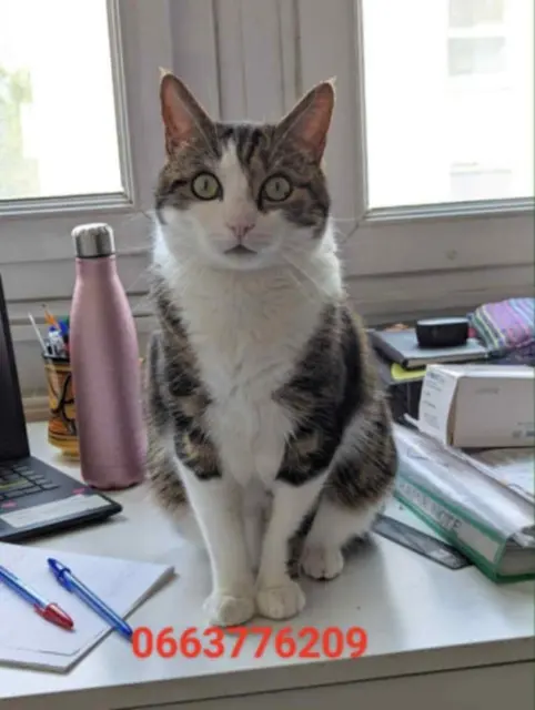 cat lost 14130 Quetteville Apollotiger cat lost 14130 Quetteville Apollotiger