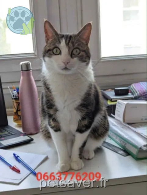 gatto perso 14130 Quetteville Apollotiger gatto lost 14130 Quetteville Apollotiger