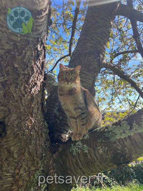 chatte lost   14130 Surville Cannelle