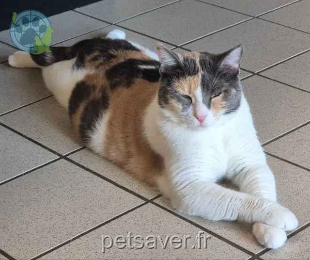 gatta lost 14200 Hérouville-Saint-Clair Pishpish