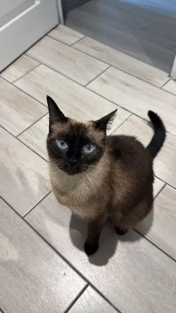 chatte lost   16800 Soyaux Dune