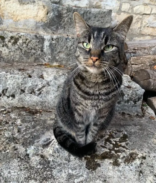 chatte lost   16460 Couture Gertrude