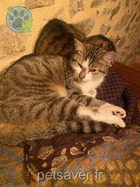 chat lost   16220 Rouzède Henri