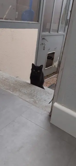 chatte lost   16340 L'Isle-d'Espagnac Madame
