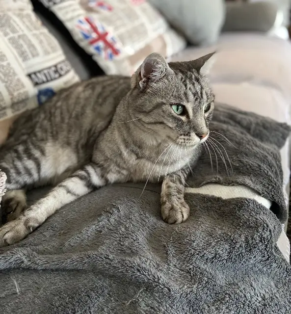 chat lost   16100 Cognac Scritch