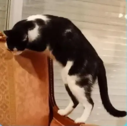 gata perdida 16210 Bazac Tilly gata lost 16210 Bazac Tilly