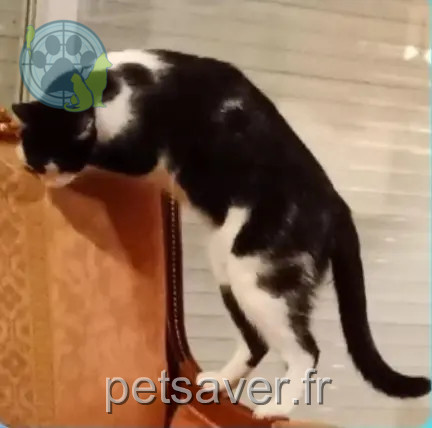 cat lost 16210 Bazac Tilly cat lost 16210 Bazac Tilly