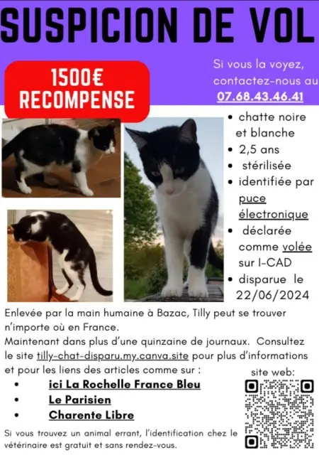 cat lost   16210 Bazac TILLY