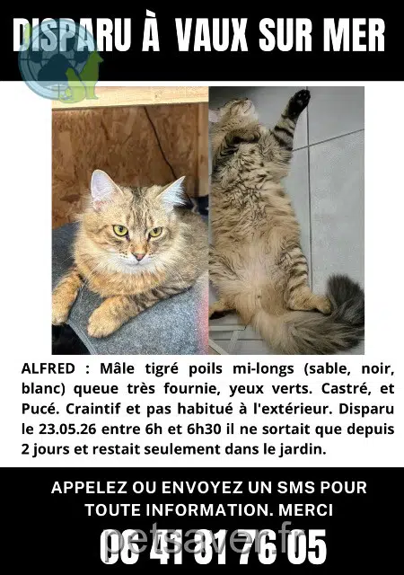 chat lost   17640 Vaux-sur-Mer Alfred