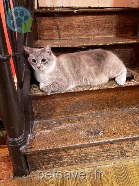 chat lost   17470 Aulnay Fripouille
