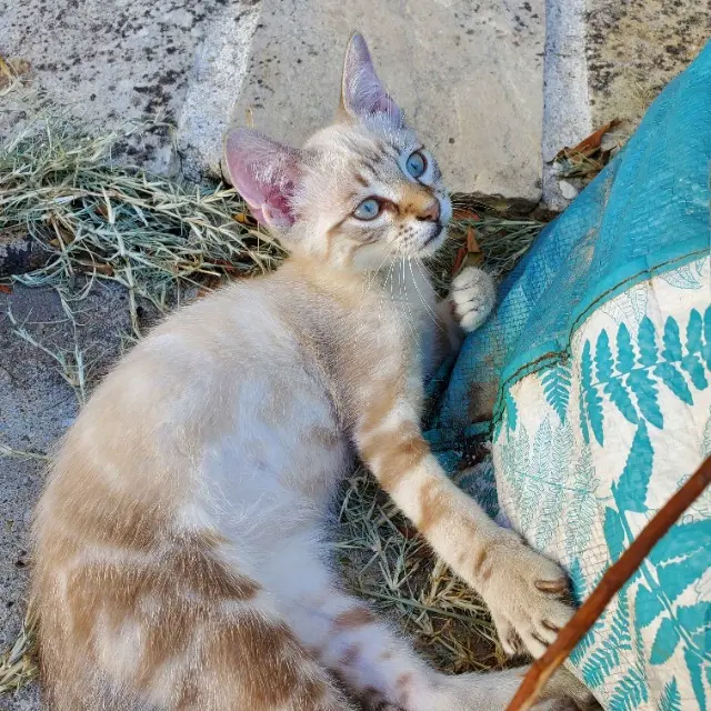 chat lost   17120 Mortagne-sur-Gironde Mochi