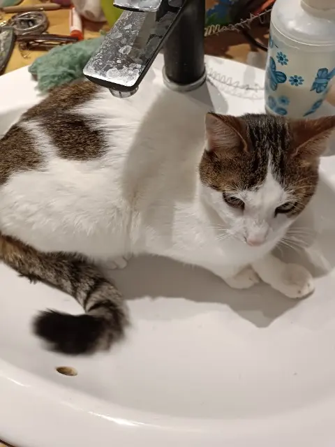 chat lost   17000 La Rochelle Mushu