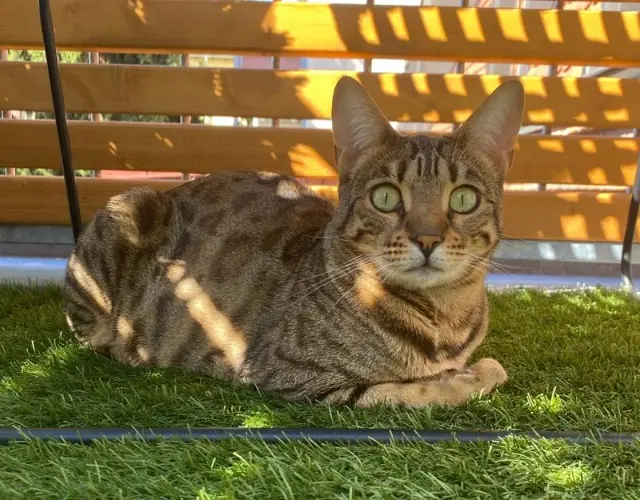 chatte lost   17450 Fouras Tisha