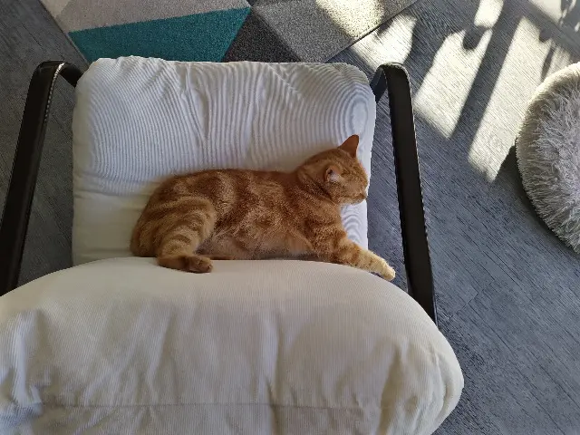 chat lost   17460 Rioux Twist