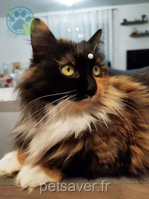 kat vermist 18520 Bengy-sur-Craon Nala kat lost 18520 Bengy-sur-Craon Nala