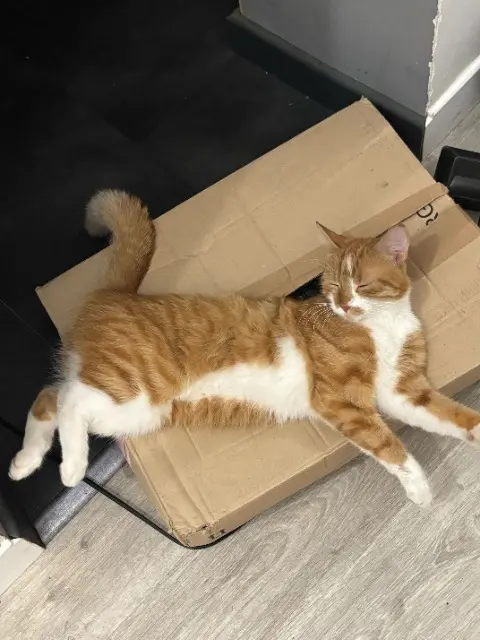 chat lost   18100 Vierzon Yuka