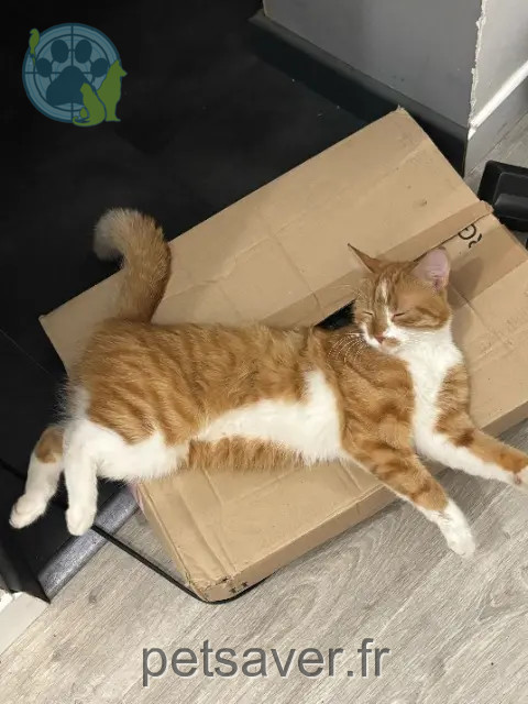 chat perdu 18100 Vierzon Yuka chat lost 18100 Vierzon Yuka