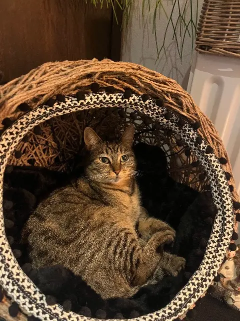 chatte lost   19100 Brive-la-Gaillarde Kaline