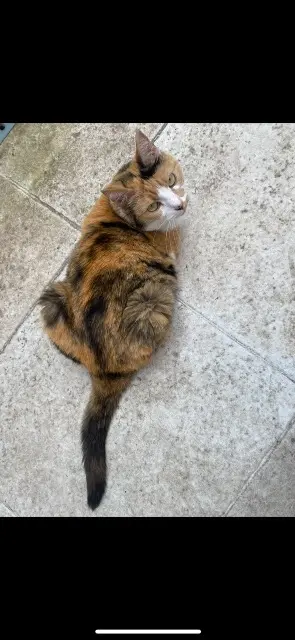 chatte lost   19200 Ussel Mila